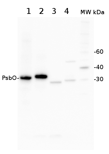 western blot using anti-PsbO antibodies